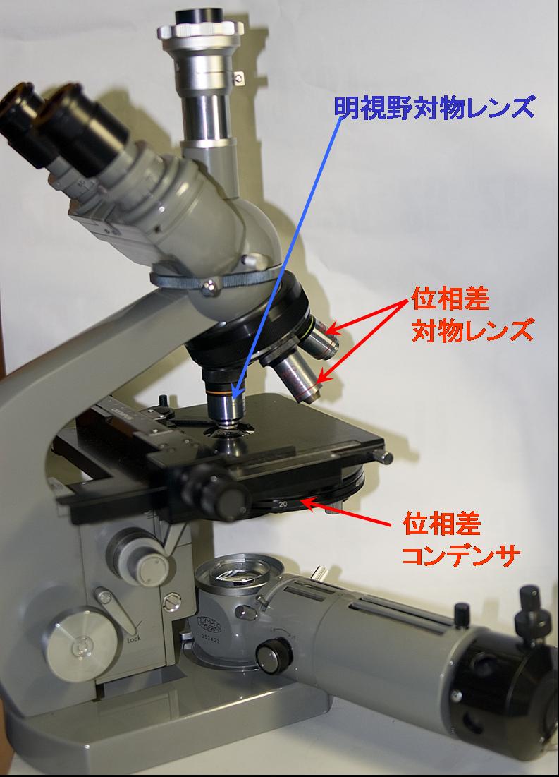 位相差顕微鏡 イポナコロジー - 生活雑貨