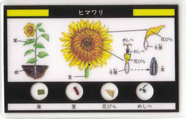 永久プレパラートを観察しよう 科学のつまみ食い