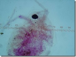 daphnia2