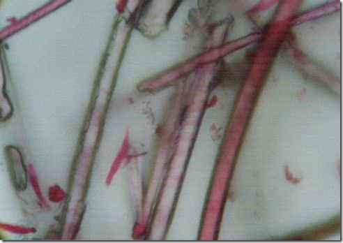 cat_hair_400