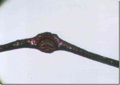 camellia_leaf_section_40