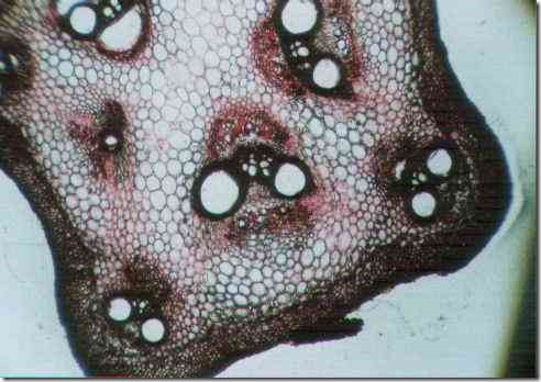 stem_sponge_40