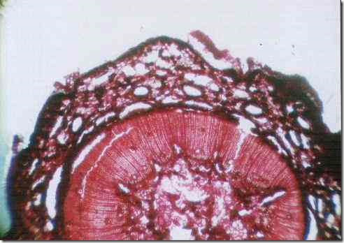 woody_stem_of_pine_40