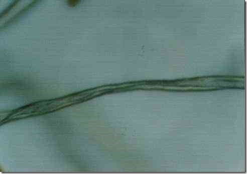 cotton_fiber_400 cotton_fiber_400