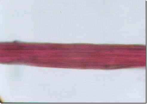 hemp_fiber_400