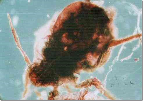 plant_louse_100