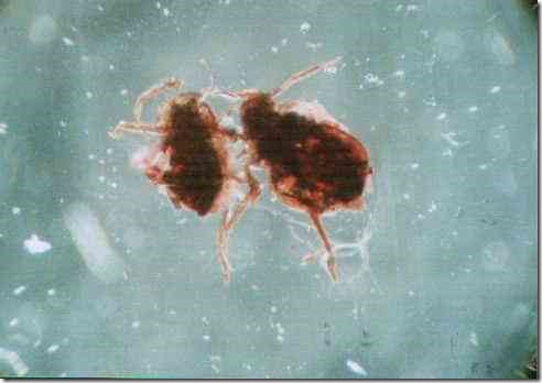 plant_louse_40