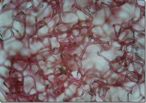 red_sponge_40