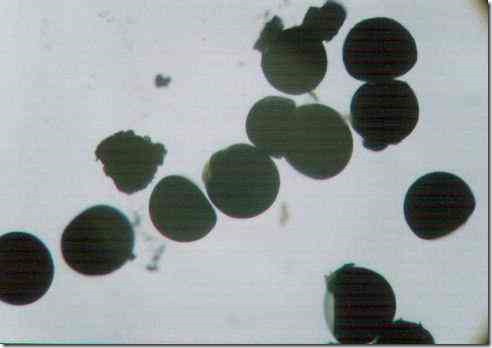 shrimp_egg_100