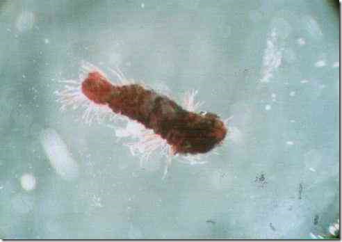 silk_worm_40