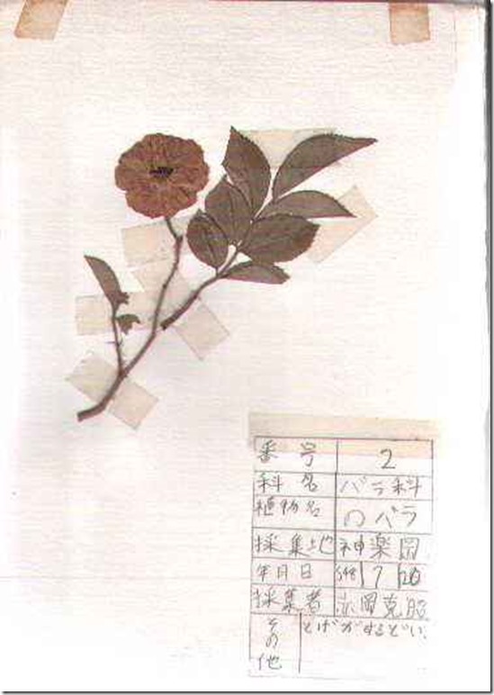 plant02