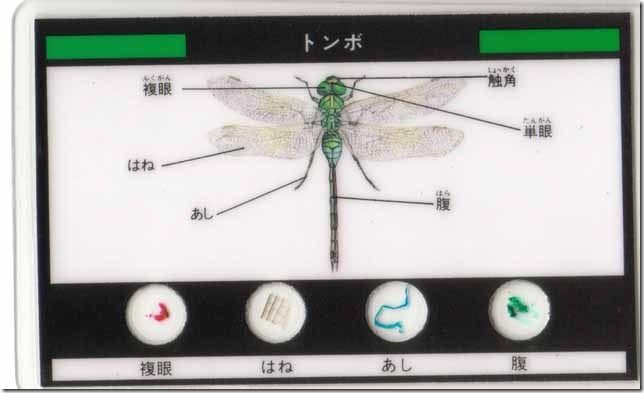 dragonfly0a