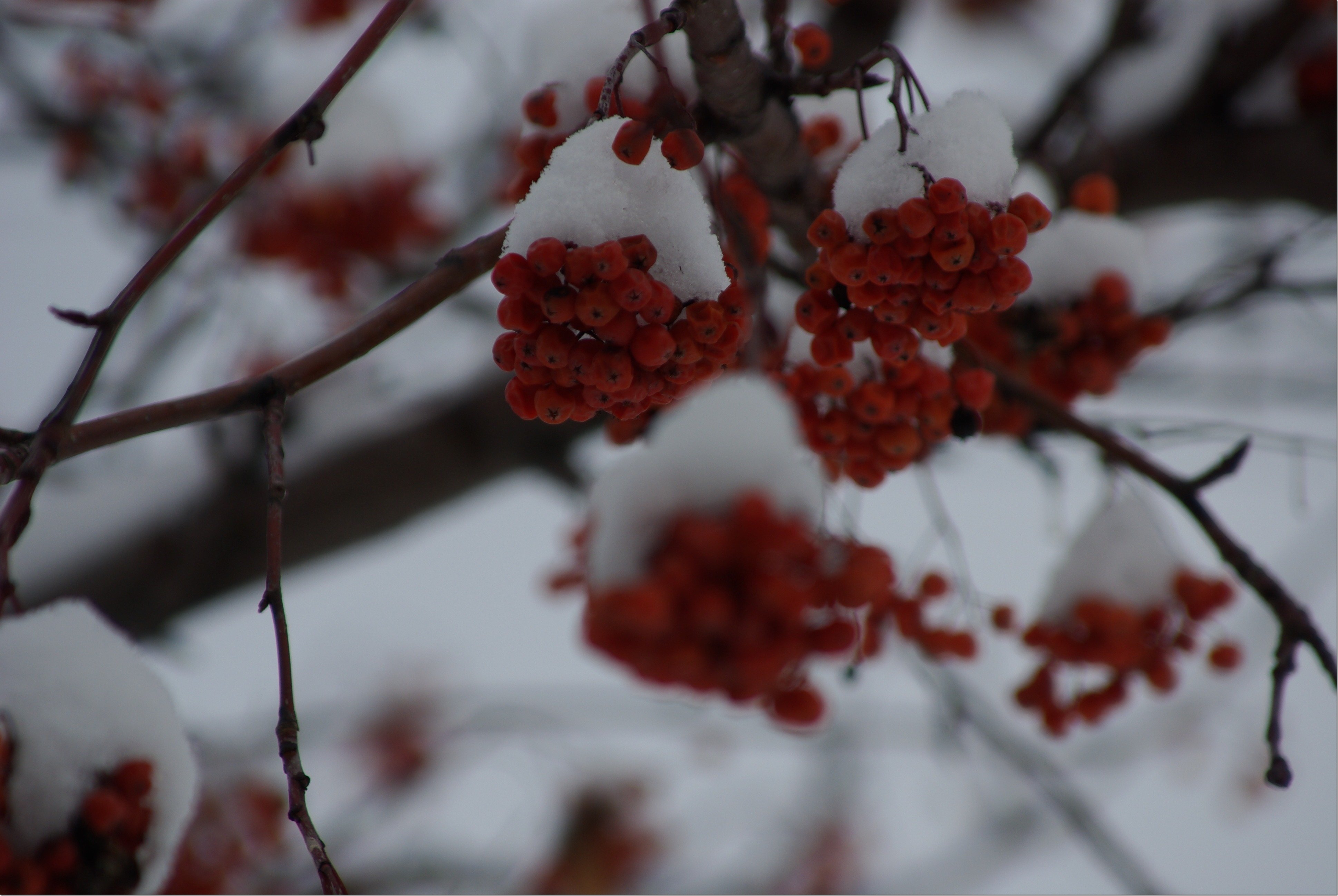 IMGP2868_L1