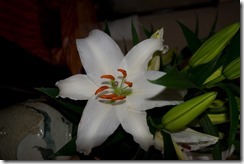 IMGP7894 IMGP7894
