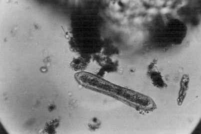 �P�C�\�E