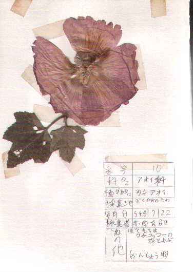 �^�`�A�I�C