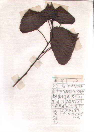 �Z�C���E�n�R���i�M