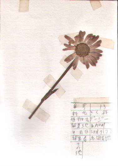 �Z�C���E�n�R���i�M
