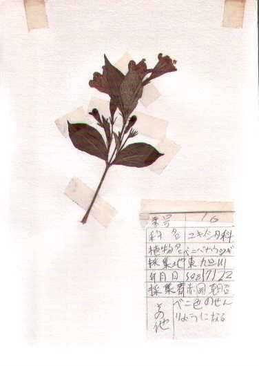 �x�j�o�i�E�c�M
