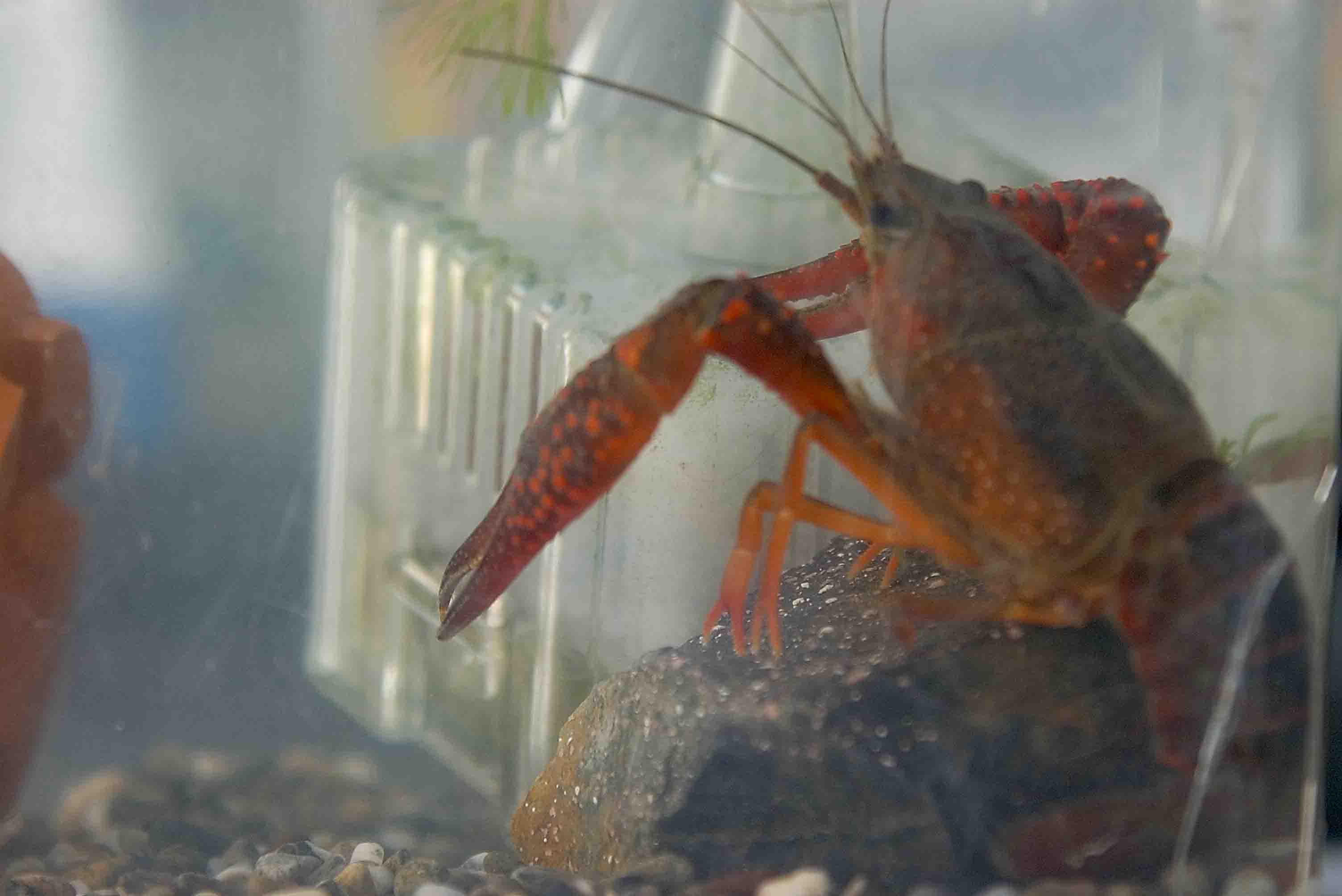 アメリカザリガニ