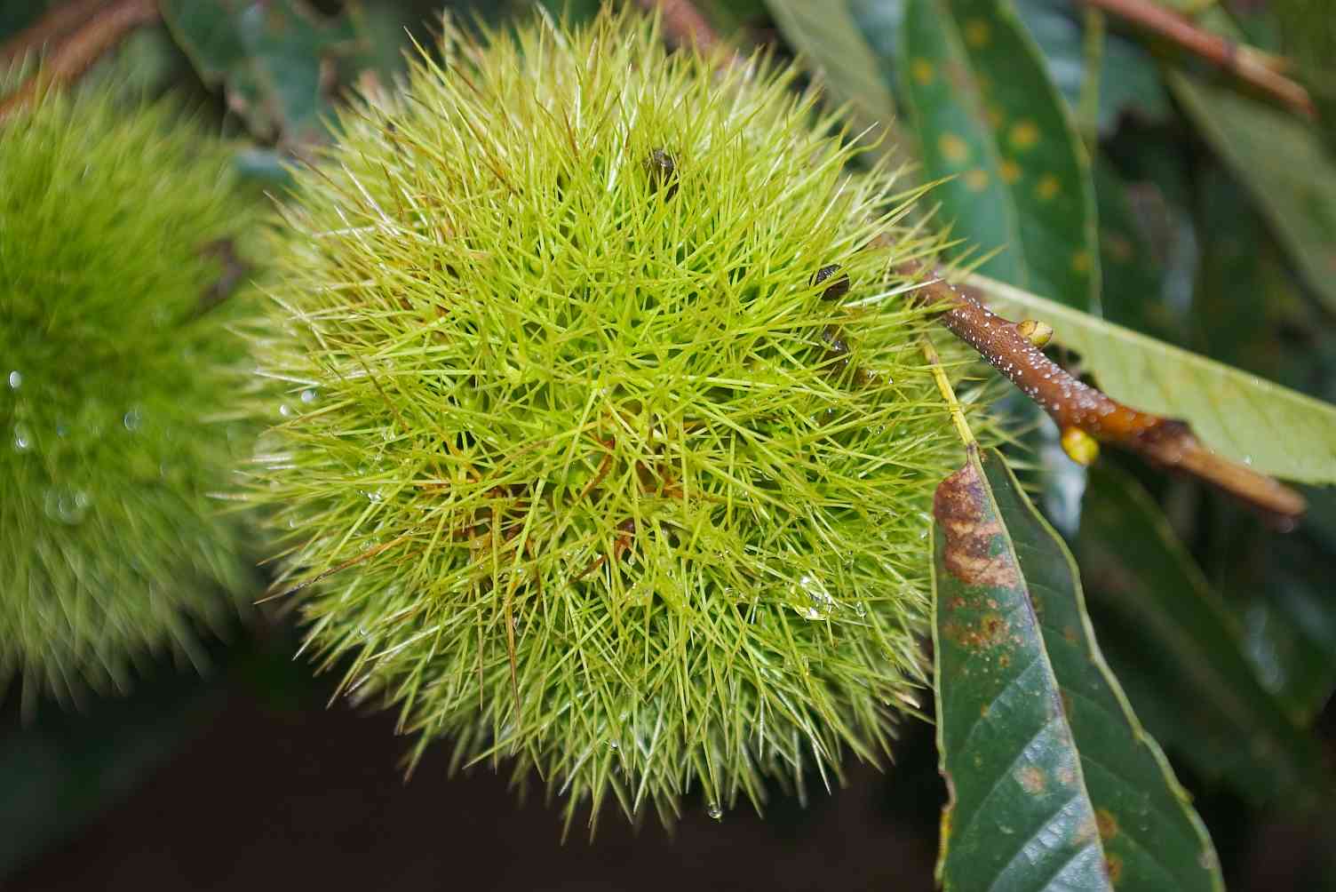 栗