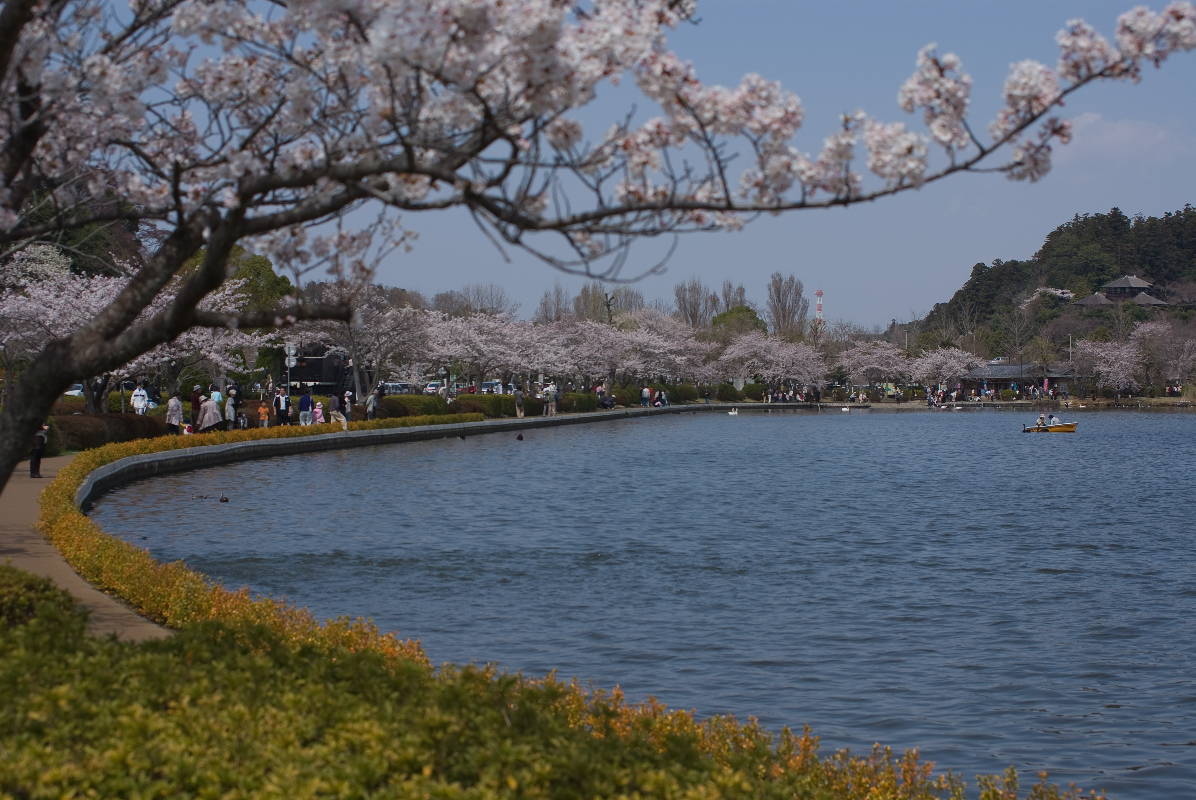 千波湖の桜