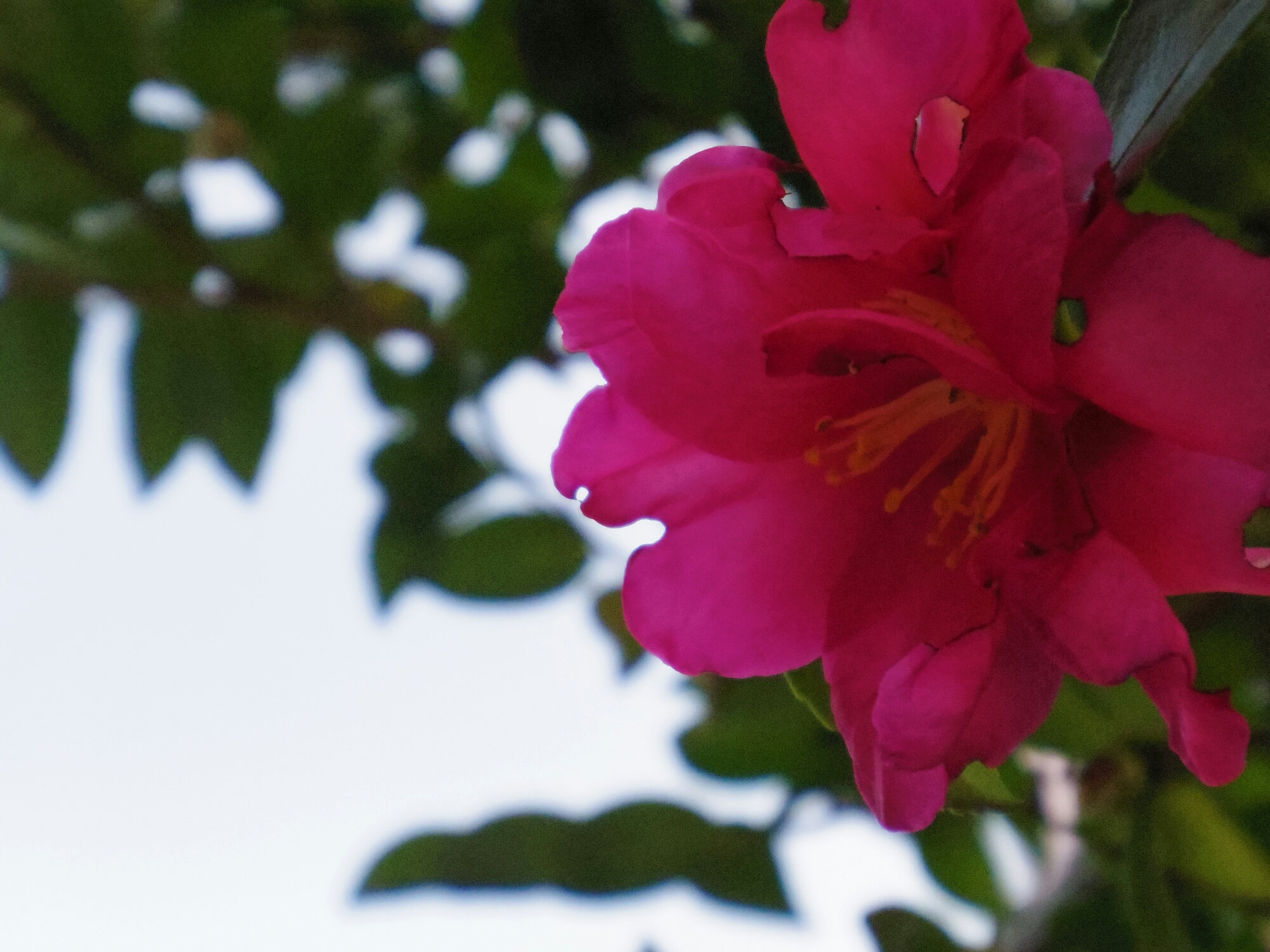 IMGP0938.JPG image
