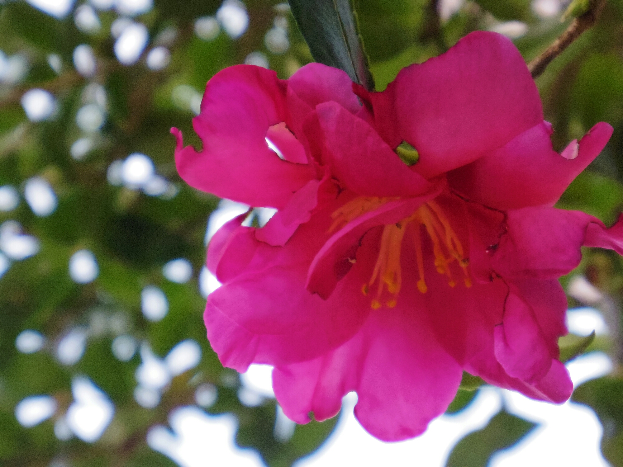 IMGP0939.JPG image