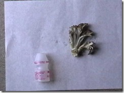 maitake
