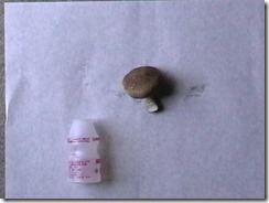 shitake