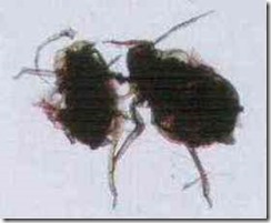blight
