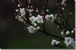 IMGP0077