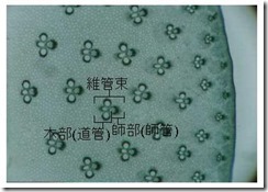 cs_bamboo_40_2
