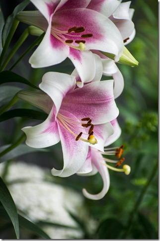 IMGP0653