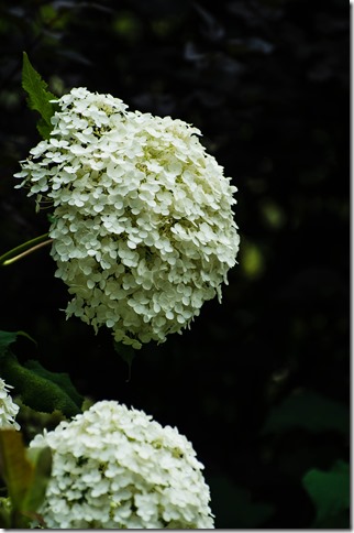 IMGP0656