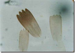wg_butterfly_400