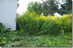 IMGP0626