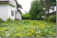 IMGP0631