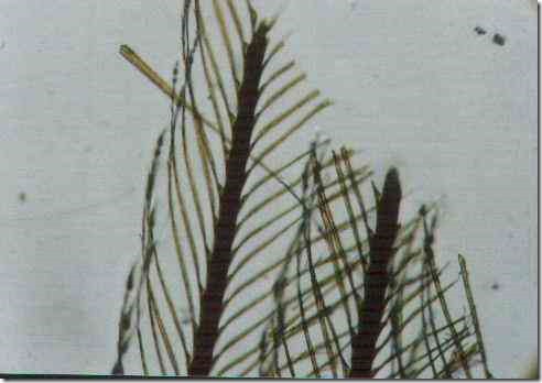 canary_feather_100
