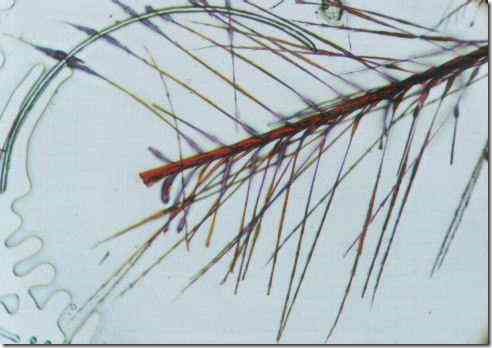 feather_fowl_point_100
