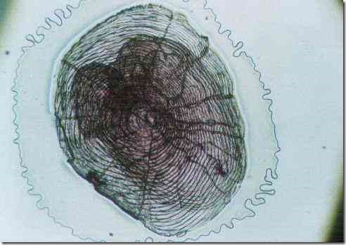 gold_fish_scale_40