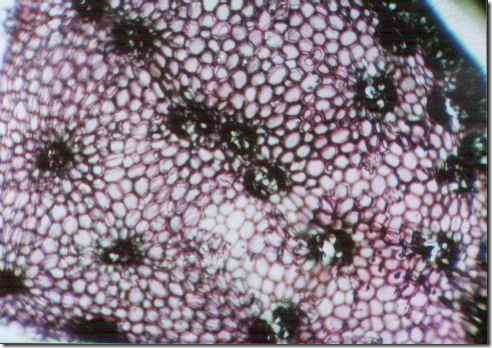 stem_of corn_40