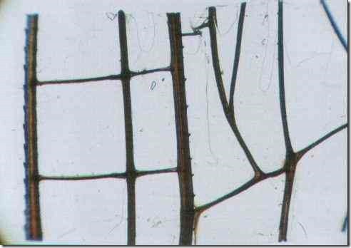 dragonfly_wing_40_thumb[1]