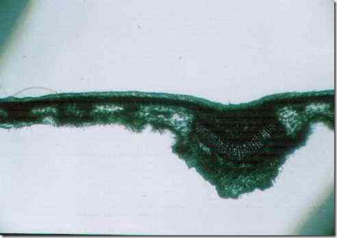 leaf_of_nerium_40