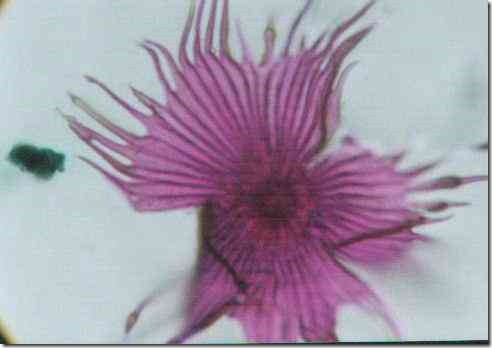 silver_berry_scale_hair_400