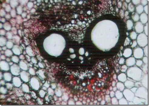 stem_sponge_100