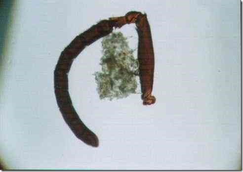 bee_antenna_40