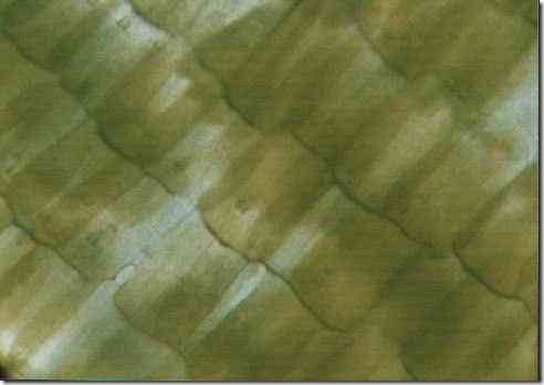 wing_of_butterfly_400
