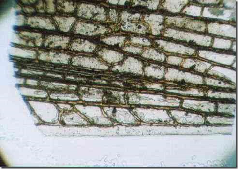 wing_of_locust_40