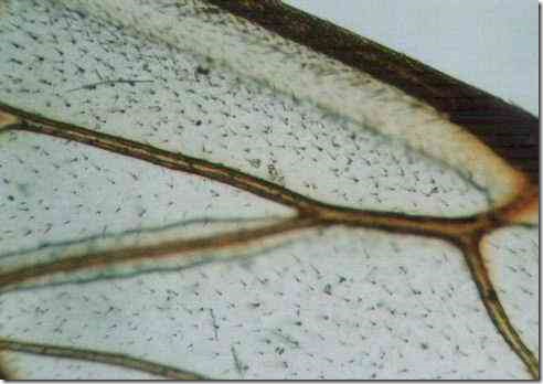 woorker_bee_wing_100